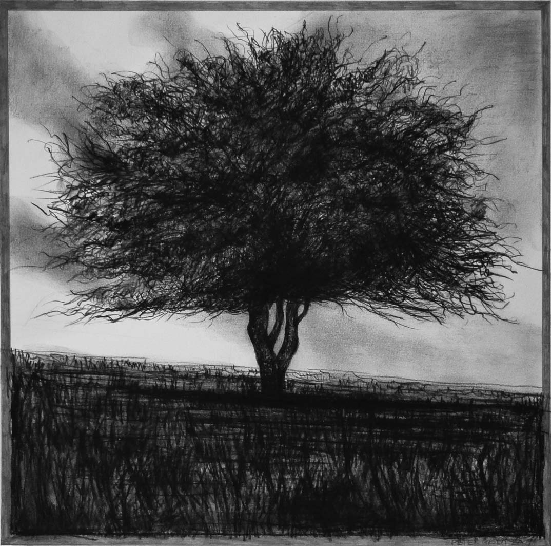 Hawthorn Tree (1), charcoal & conte, private collection