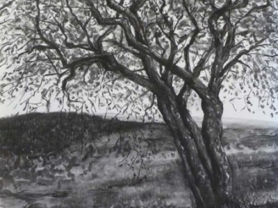 Hawthorn Tree in Spring (2), charcoal, private collection