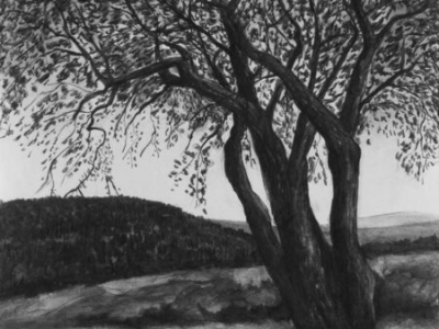 Hawthorn Tree in Spring, charcoal, 76x53cm
