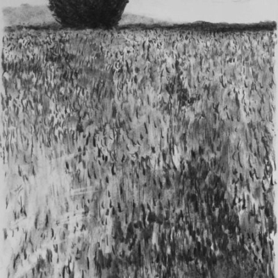 Field near Bere Alston, charcoal, 53x38cm