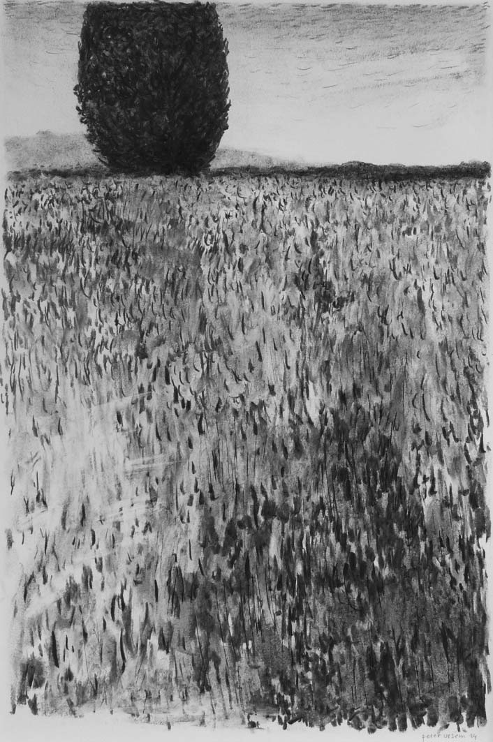 Field near Bere Alston, charcoal, 53x38cm