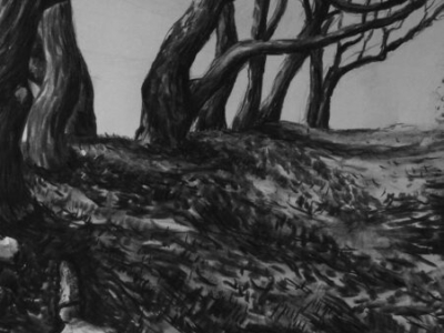 Tamar Valley Old Trees, charcoal, 40x60cm