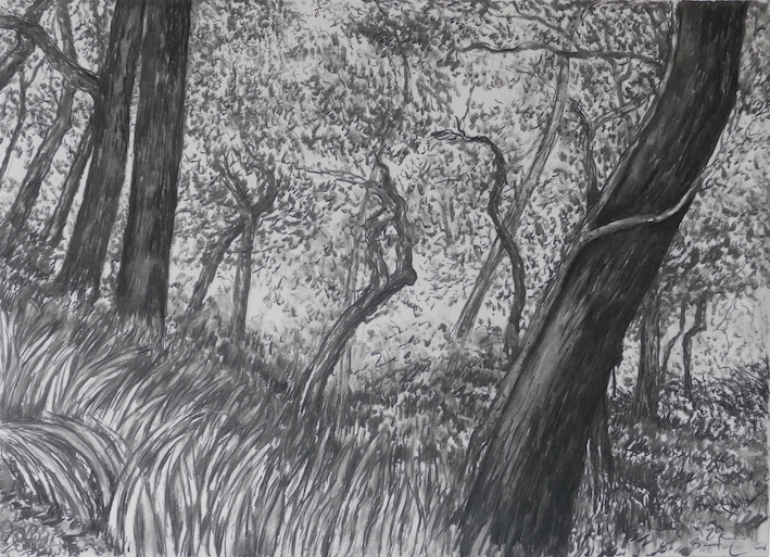 Undergrowth, Culbone Woods, charcoal drawing